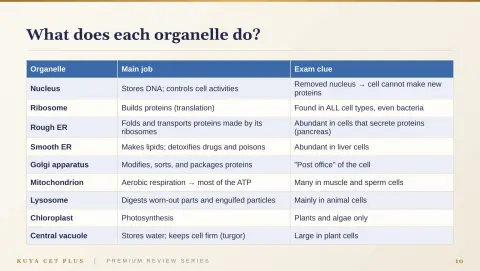 Slide 10
