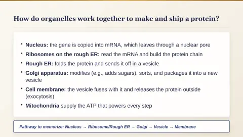 Slide 11