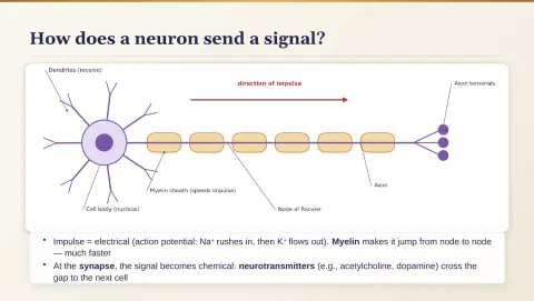 Slide 151