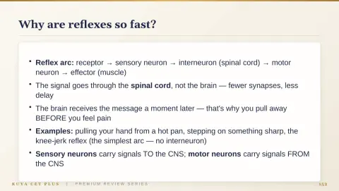 Slide 152