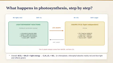Slide 43