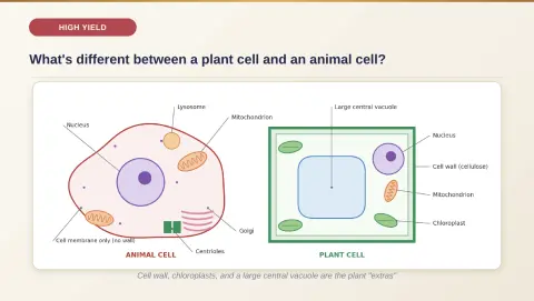 Slide 9